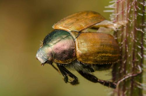 Anomala dubia
